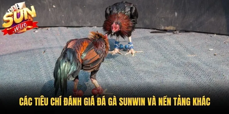 Các tiêu chí đánh giá đá gà Sunwin và nền tảng khác