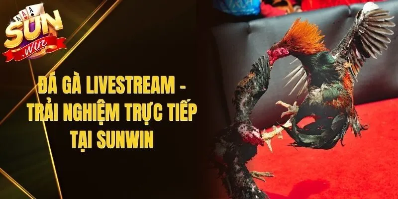 Đá Gà Livestream – Trải Nghiệm Trực Tiếp Tại Sunwin
