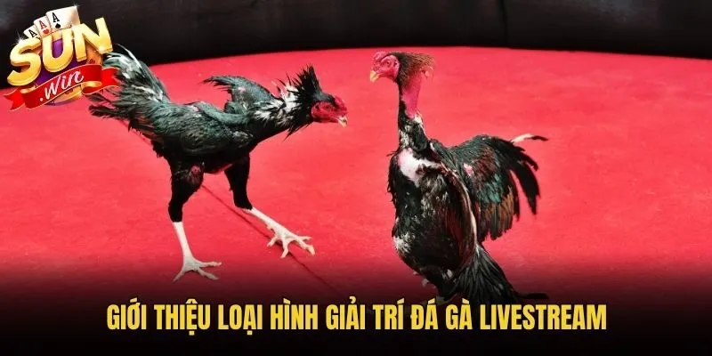 Giới thiệu loại hình giải trí đá gà Livestream