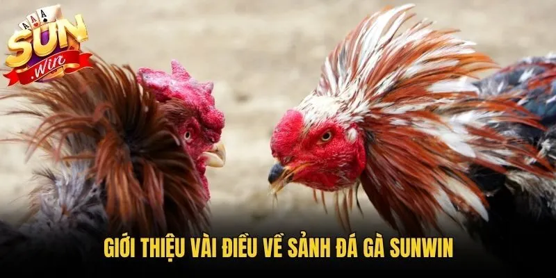 Giới thiệu vài điều về sảnh đá gà Sunwin