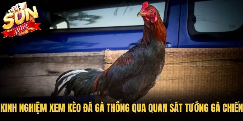 Kinh nghiệm xem kèo đá gà thông qua quan sát tướng gà chiến