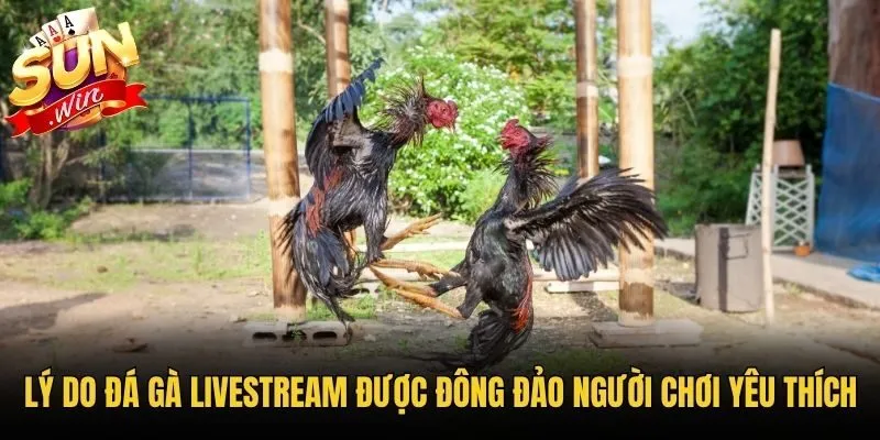Lý do đá gà Livestream được đông đảo người chơi yêu thích